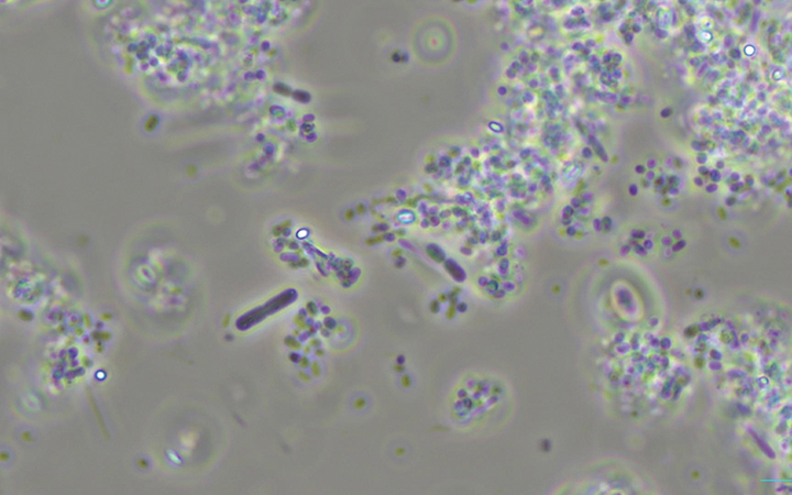 強力油分解菌スーパーＨ菌