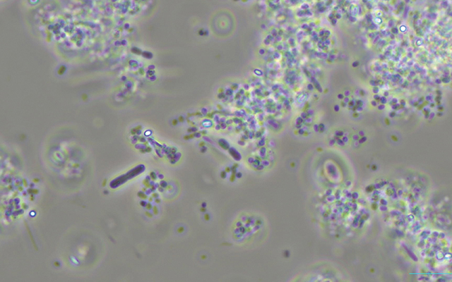 スーパーH菌の油脂分解除去率90％